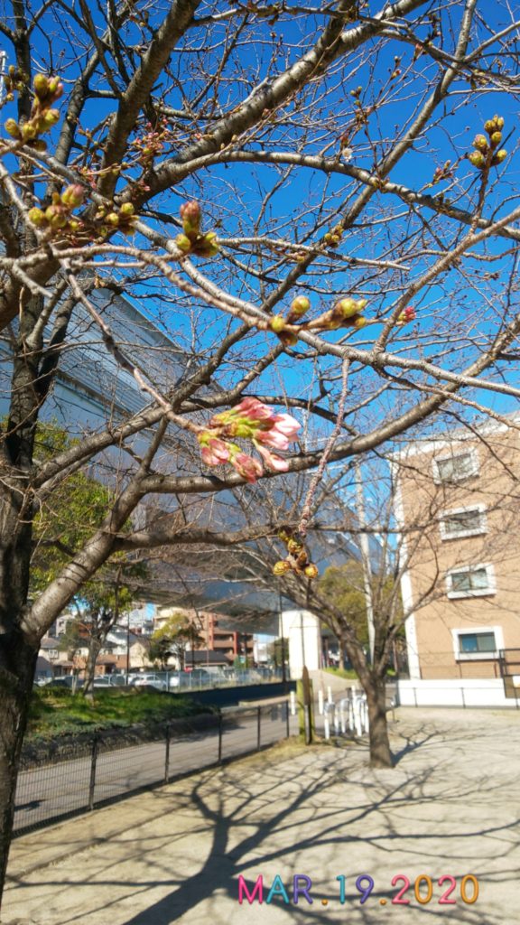 桜の花が…
