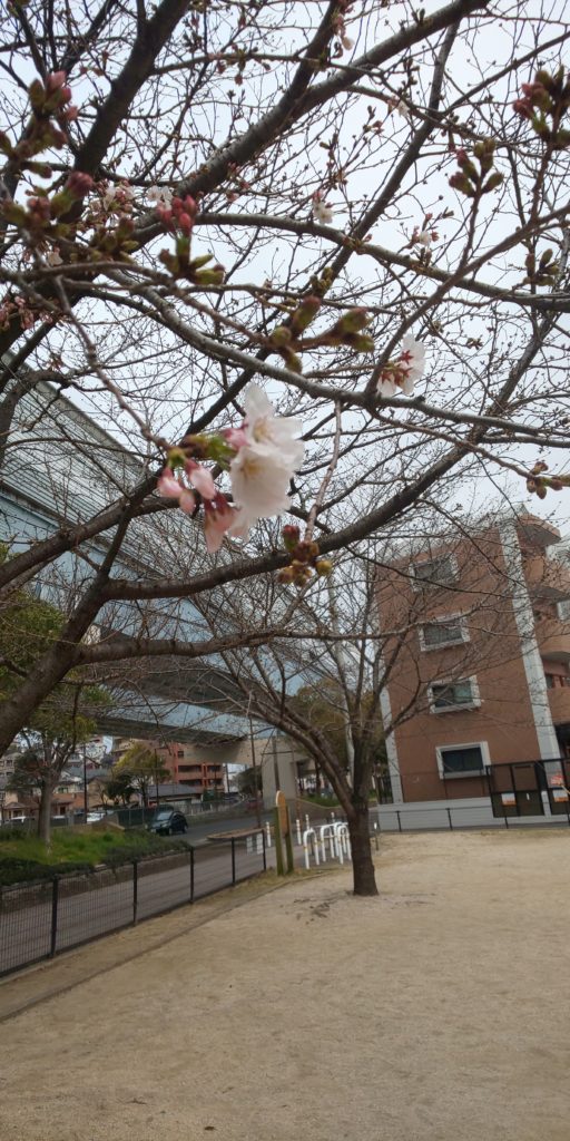 桜の花が…咲きました♪